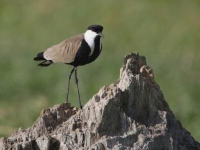 ethiopia birding