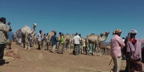 babile-camel-market
