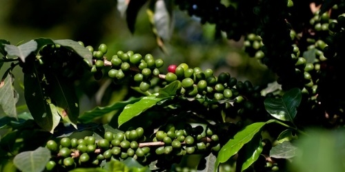 bebeka coffee plantation