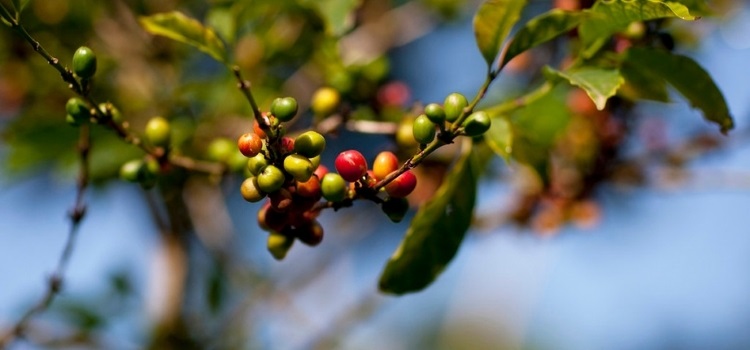 bebeka-coffee-plantation