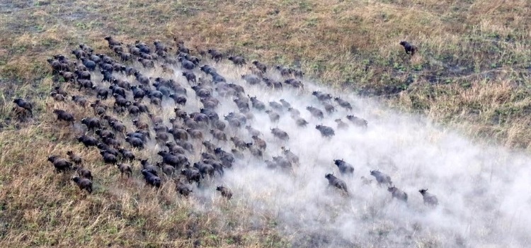 gambella buffalos