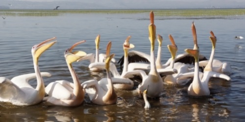 lake-hawassa-pelicans