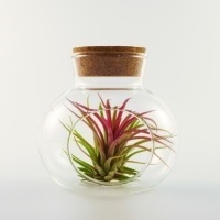 Air plant in a glass terrarium jar, representing sustainability