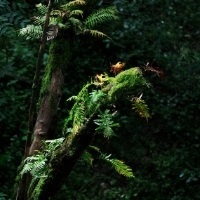 Moss-covered branch in a lush forest, representing responsible travel