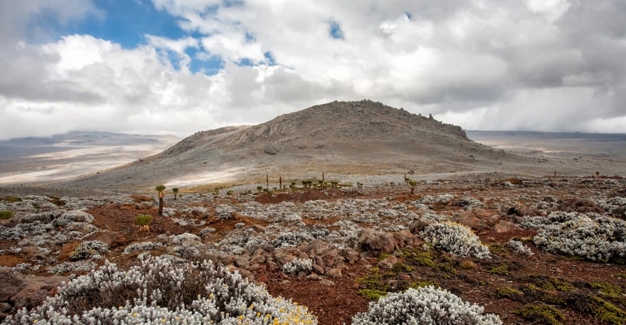 highland plateau wildflowers ethiopia