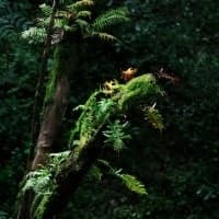 Moss-covered branch in a lush forest, representing responsible travel