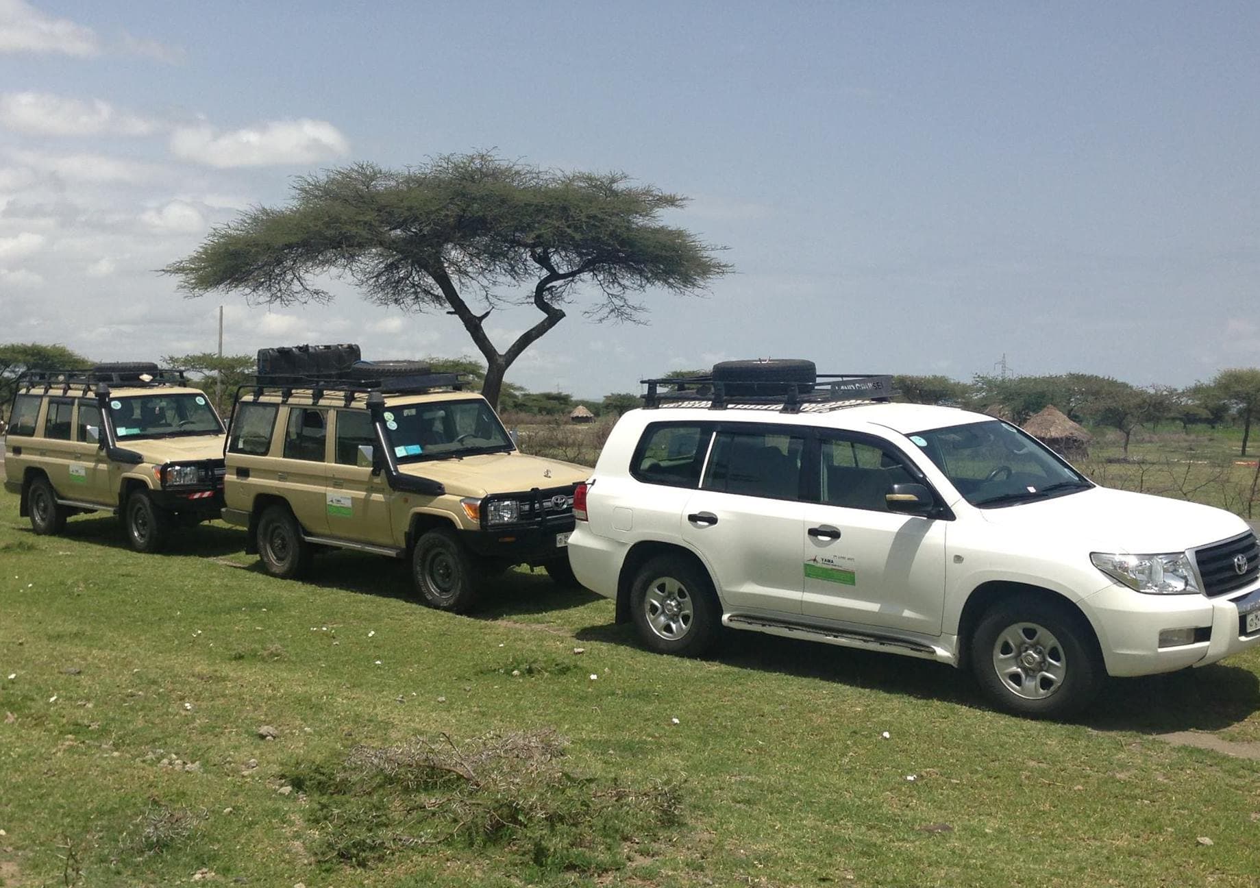 Fleet of 4x4 safari vehicles parked under an acacia tree in Ethiopia