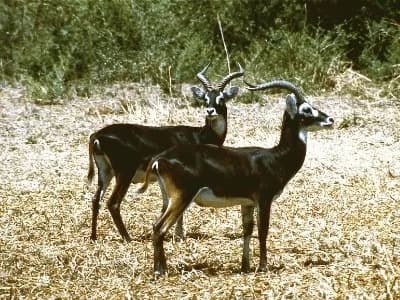 Pair of horned antelope standing in dry grassland, Ethiopia