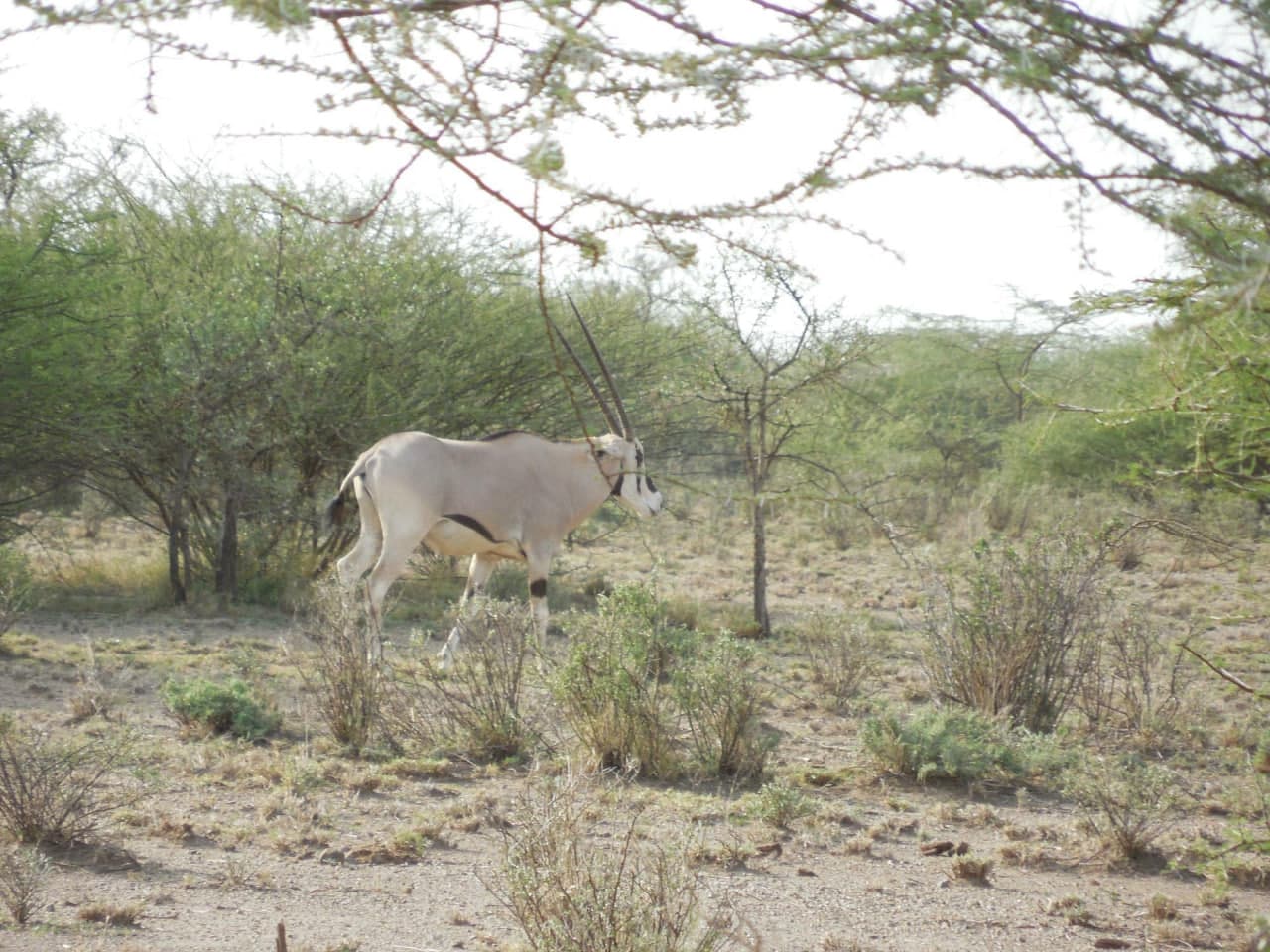 Beisa Oryx standing in the acacia savanna of Awash National Park, Ethiopia