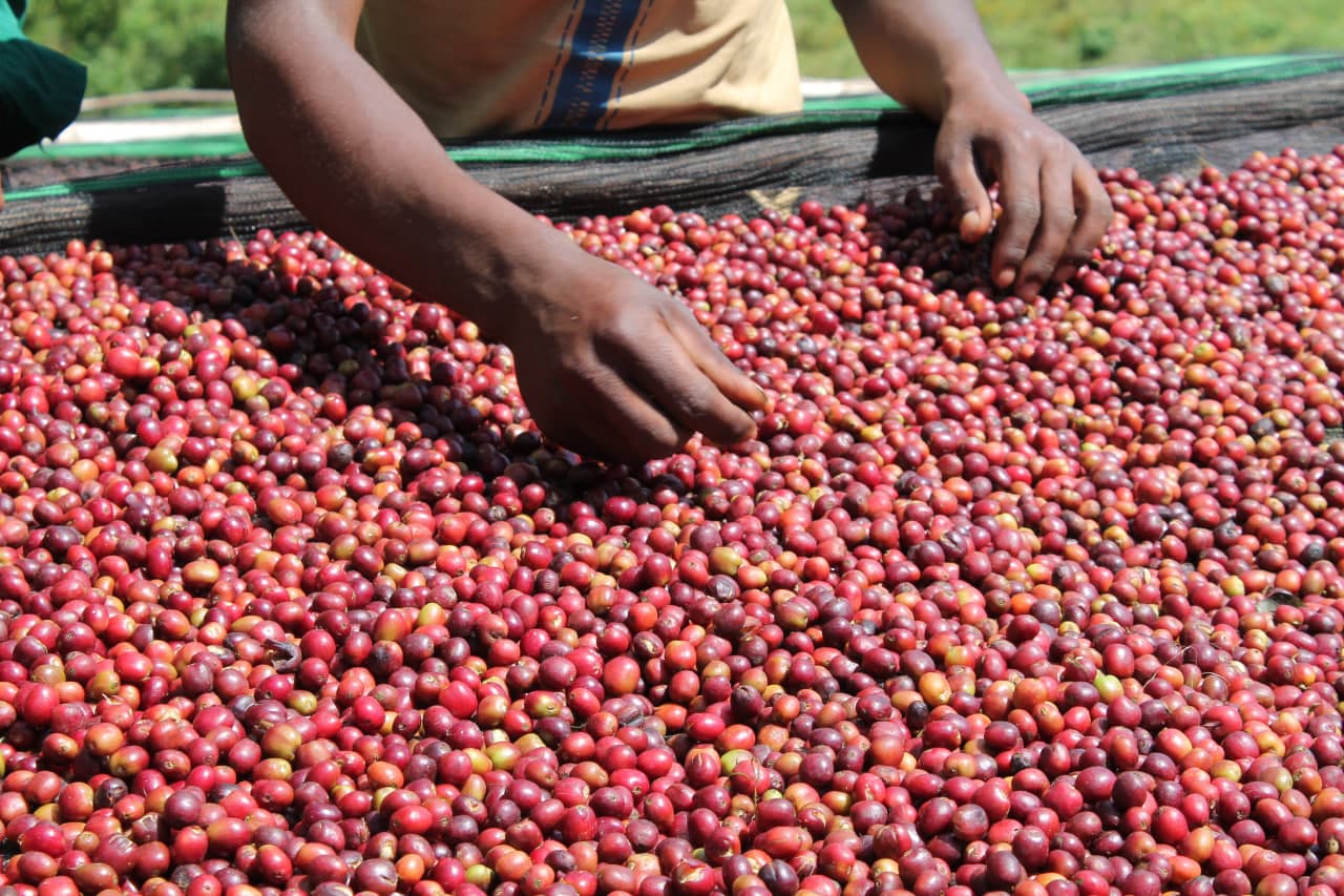 Hands sorting freshly picked red coffee cherries on a drying bed in Ethiopia