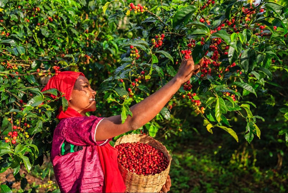 Ethiopian woman picking coffee cherries in a coffee plantation, Ethiopia