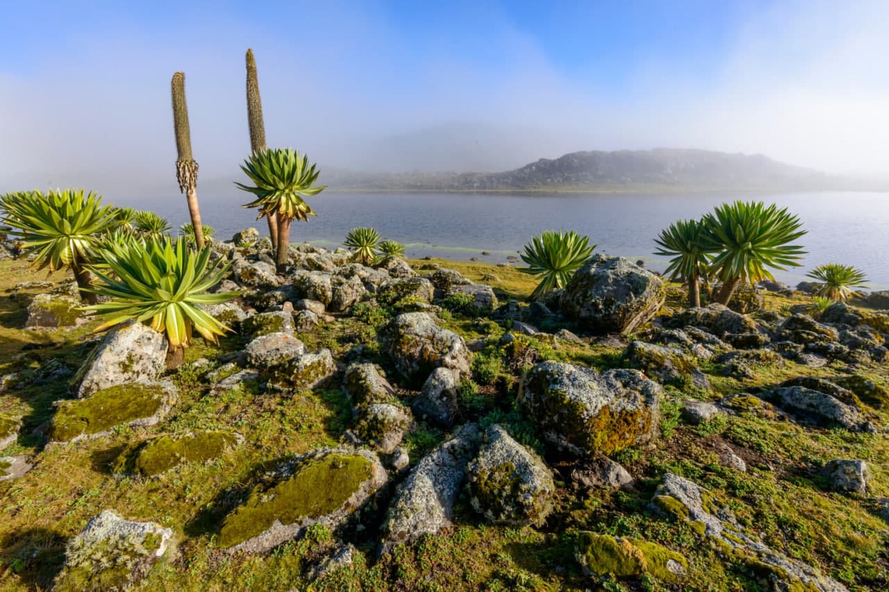 Giant lobelia plants growing beside a misty lake in the Ethiopian highlands