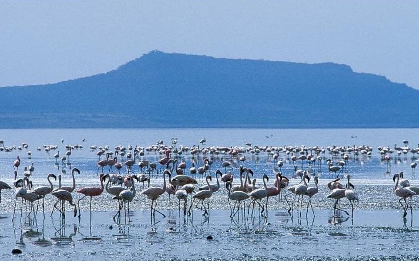 Birdwatchers observing endemic bird species in the Ethiopian highlands