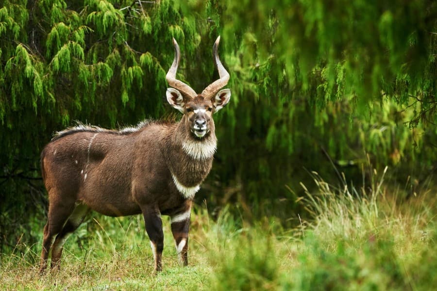 Mountain nyala antelope in the Ethiopian highlands
