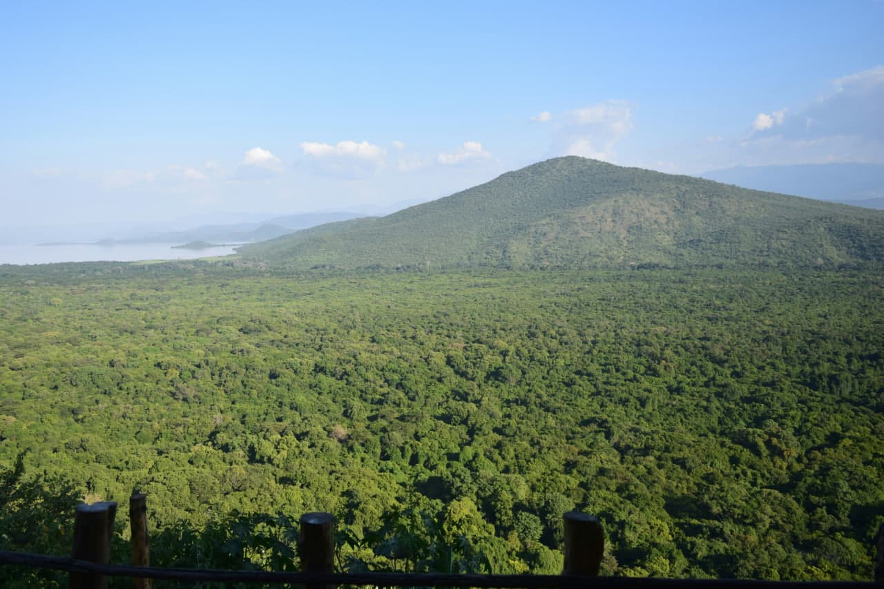 Dense forest view in Nechisar National Park, Ethiopia