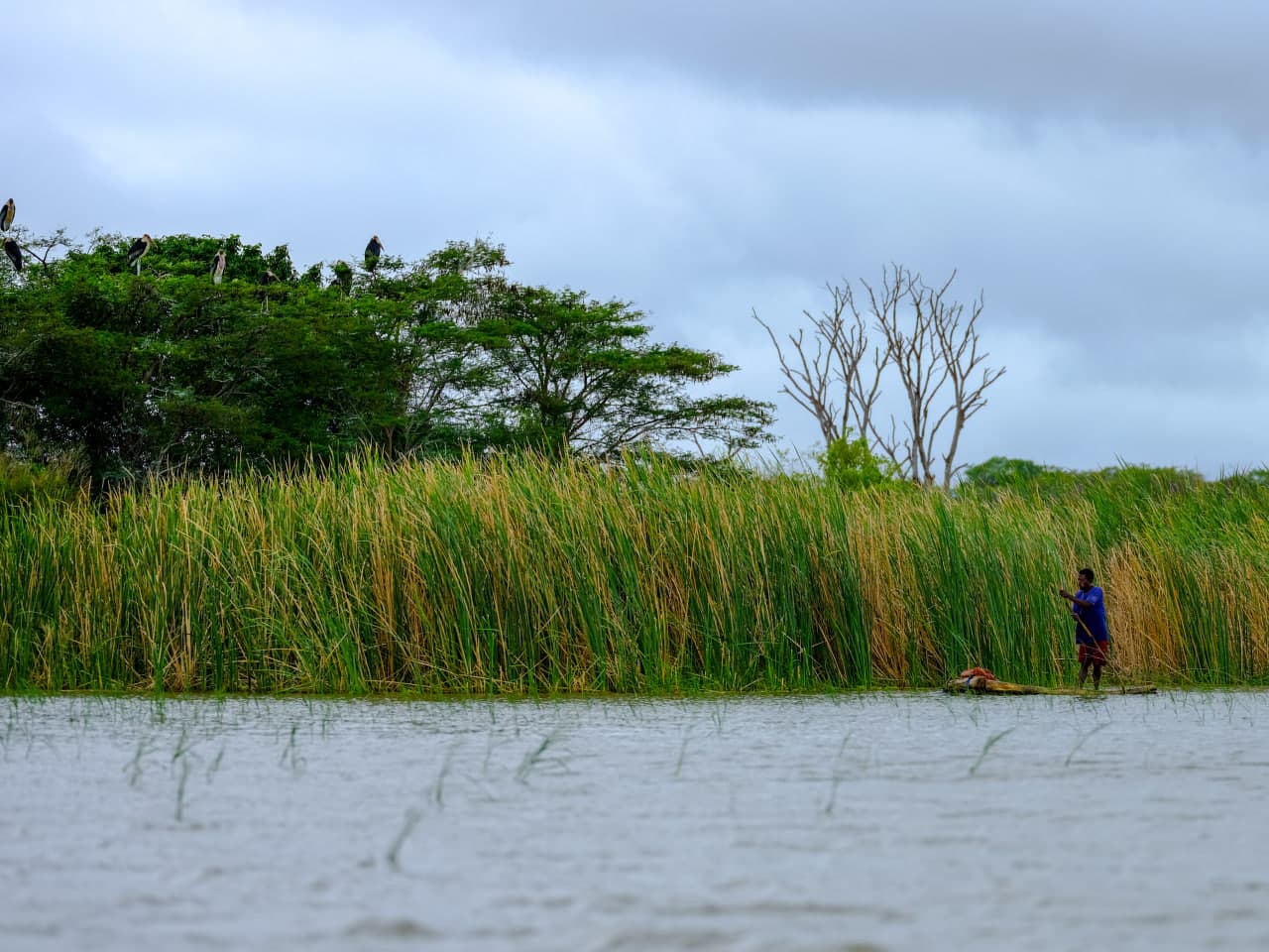 Local fisherman paddling a papyrus raft near marabou stork roosts in Omo Valley wetlands