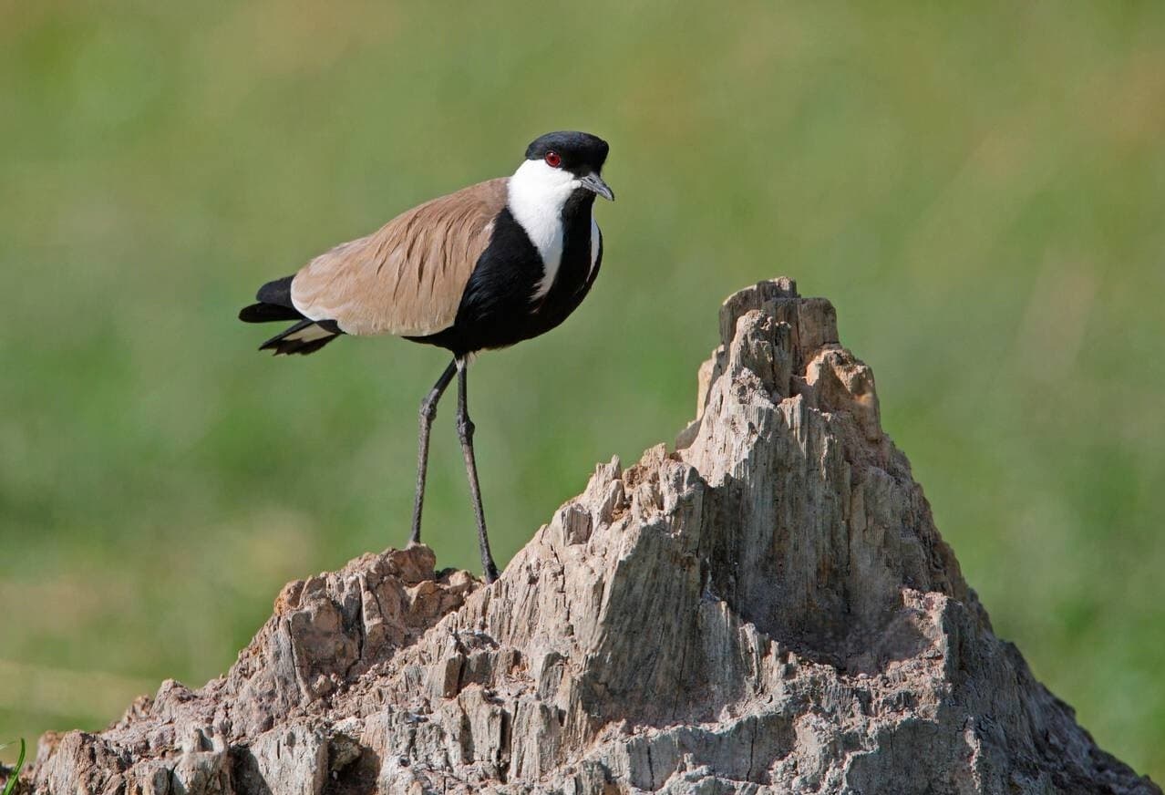 Spur-winged lapwing perched on a tree stump in Ethiopia