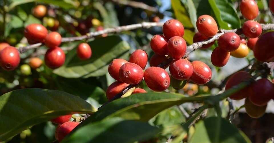 Ripe red coffee cherries growing on a branch, western Ethiopia
