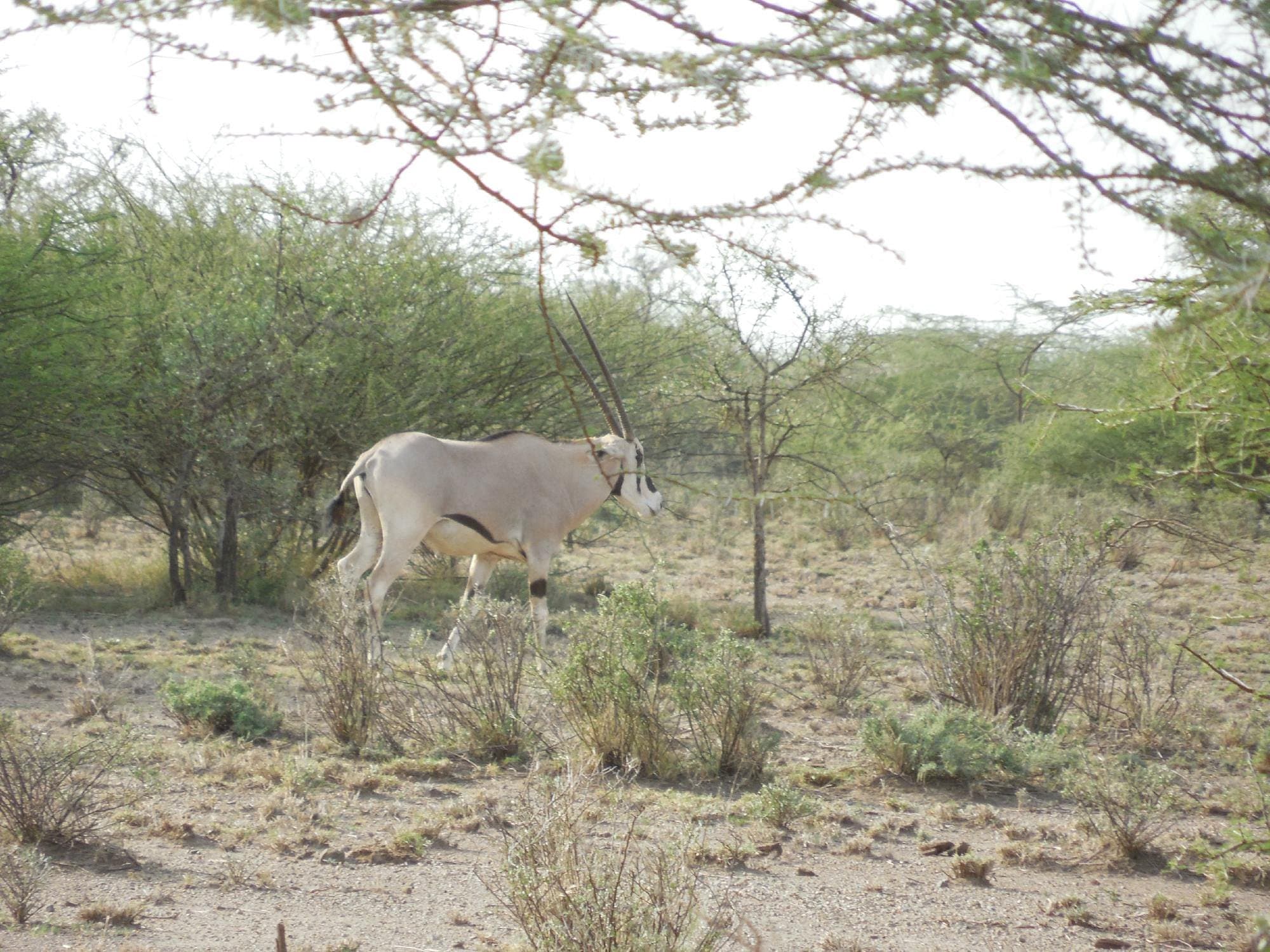 Beisa oryx antelope walking through acacia scrubland in Ethiopia