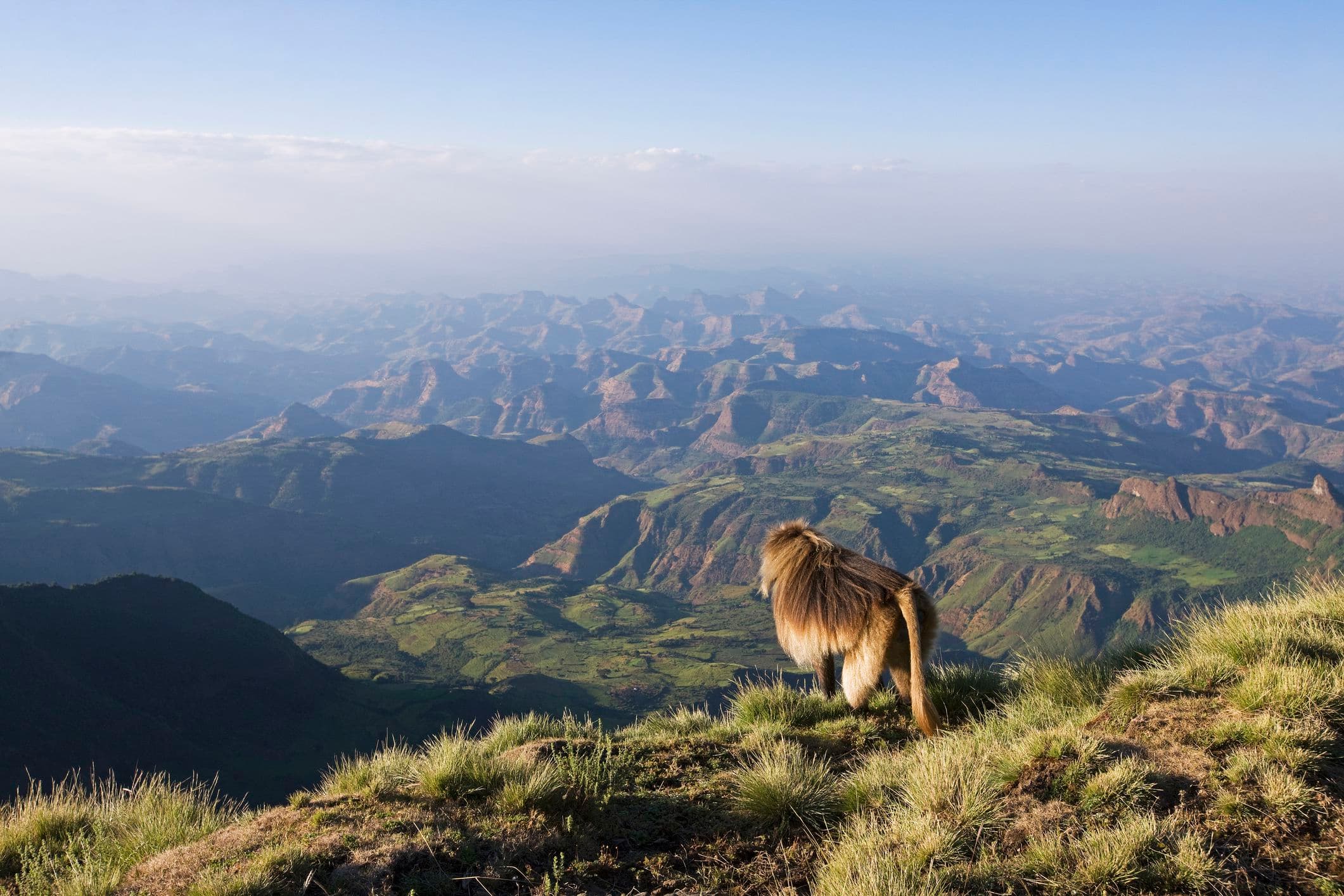 simien mountains gelada baboon overlook