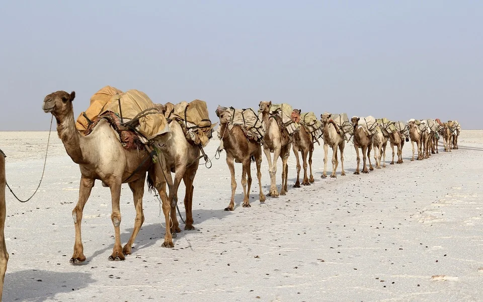 afar camel caravan
