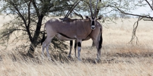 awash national park oryx