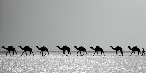 camel-caravan