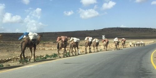 camels road to mekelle