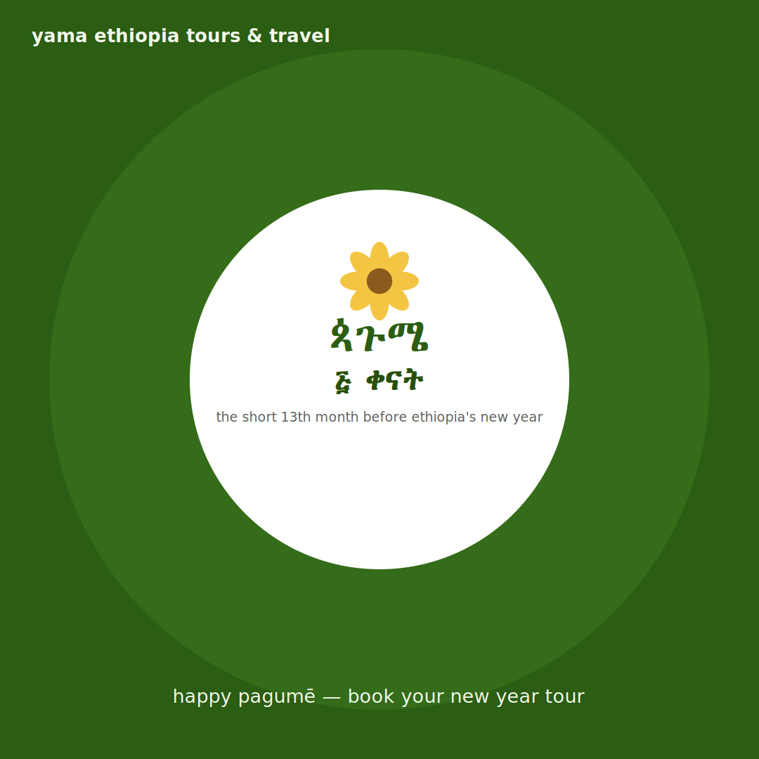 Yellow Meskel daisies blooming across a green Ethiopian hillside