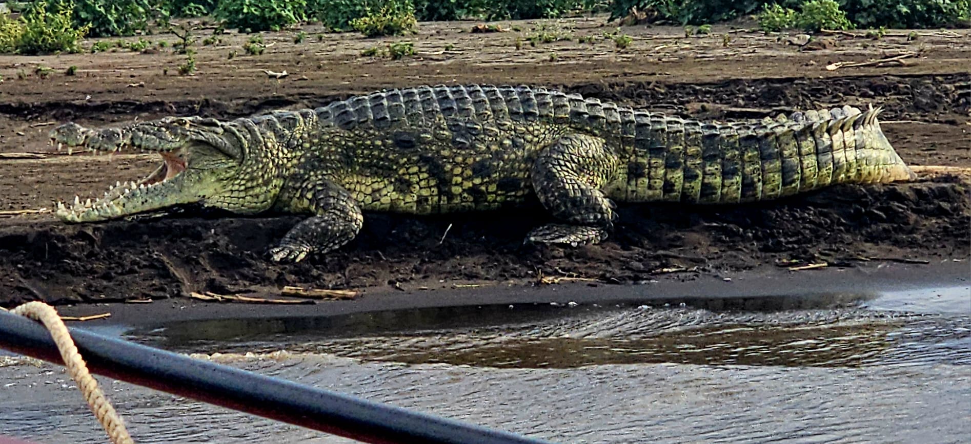 Giant Nile crocodile basking with open jaws on the muddy shore of Lake Chamo near Arba Minch, Ethiopia