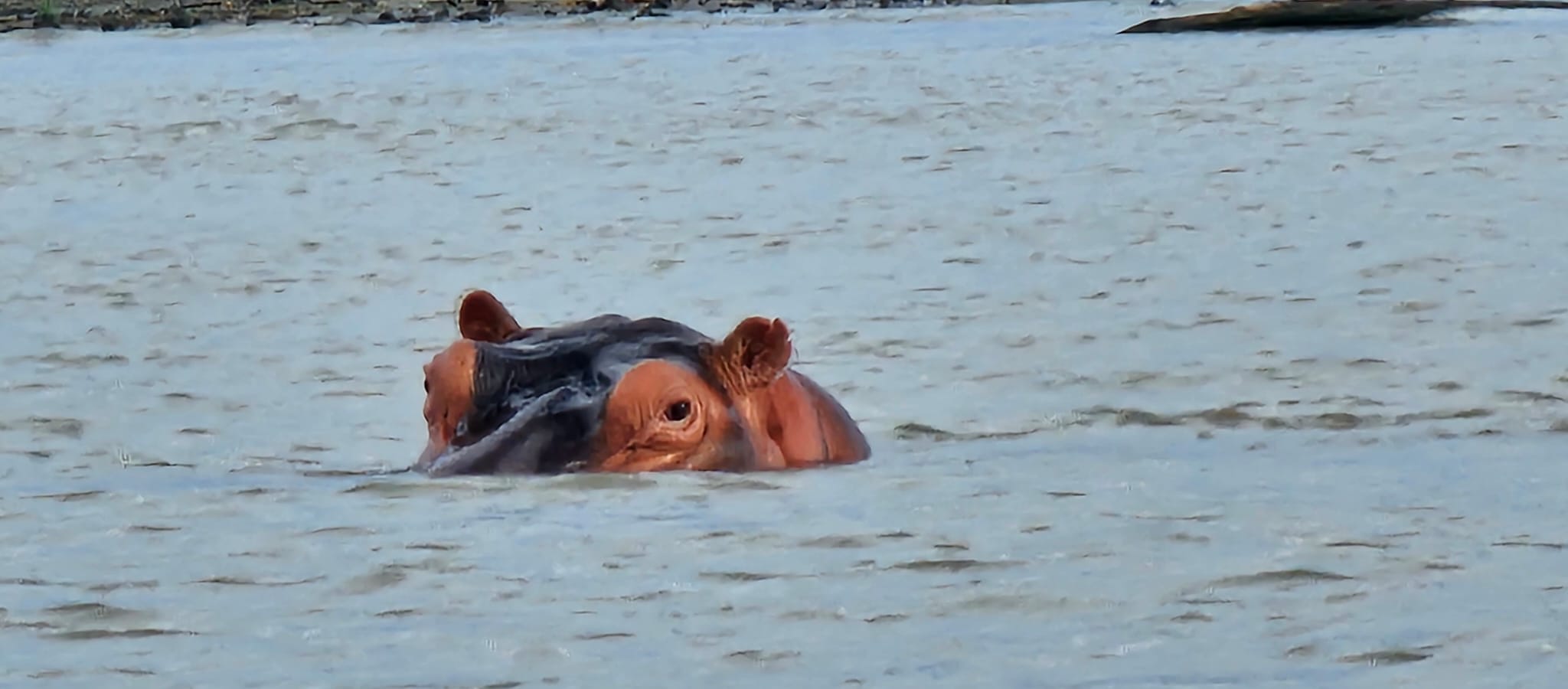 Hippopotamus surfacing in the calm waters of Lake Chamo in Nechisar National Park, Arba Minch, Ethiopia