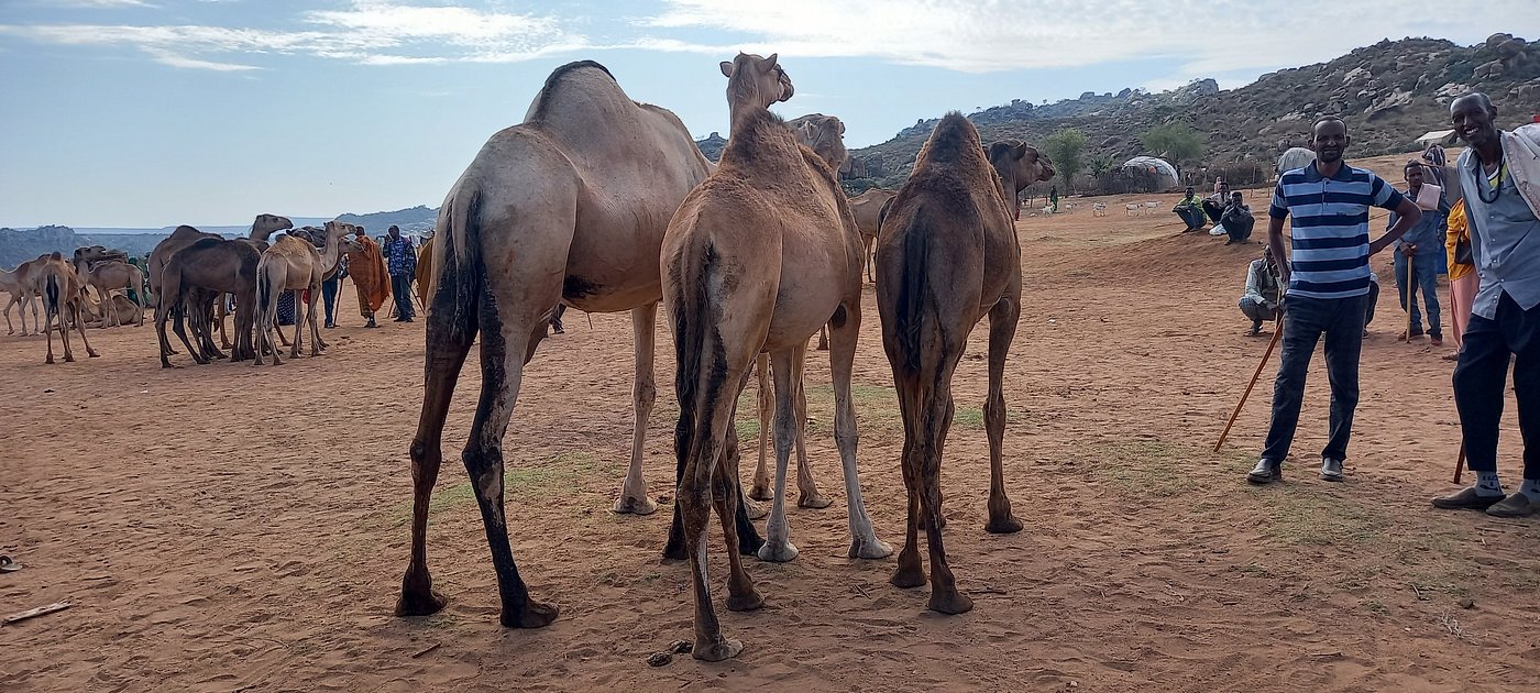 Herd of camels at a traditional livestock market in the Afar region, Ethiopia