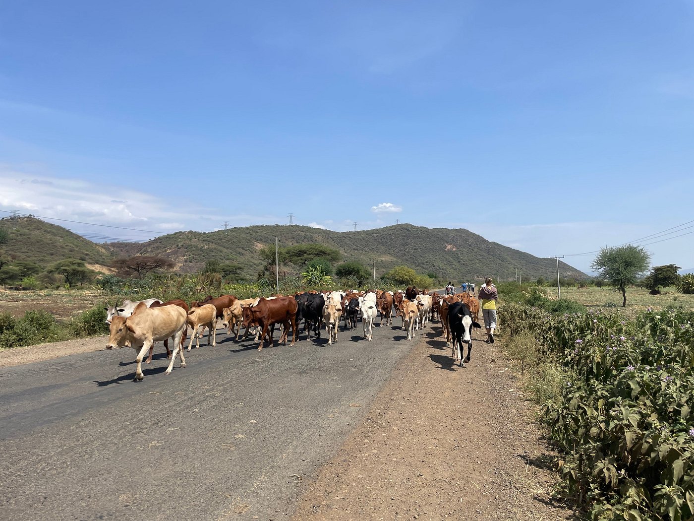 Herd of cattle being driven along a rural road in the Ethiopian countryside