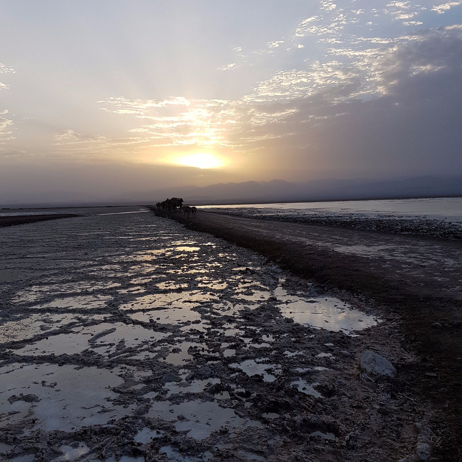 Silhouetted camel caravan crossing the Danakil salt flats at sunset