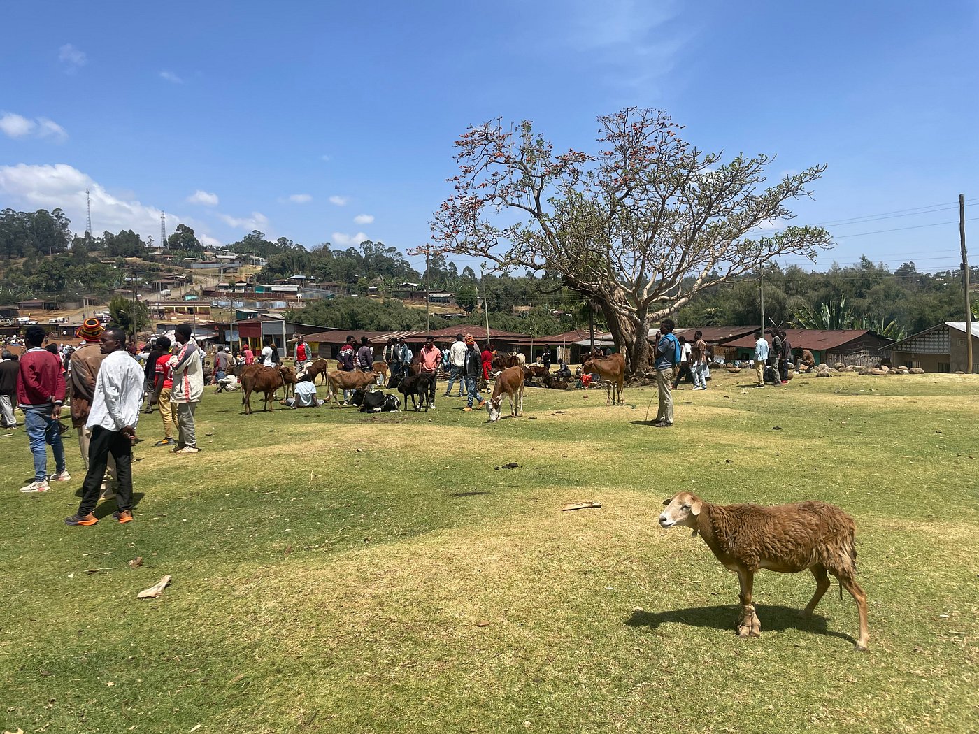 Livestock market with cattle, sheep, and traders in a highland Ethiopian town