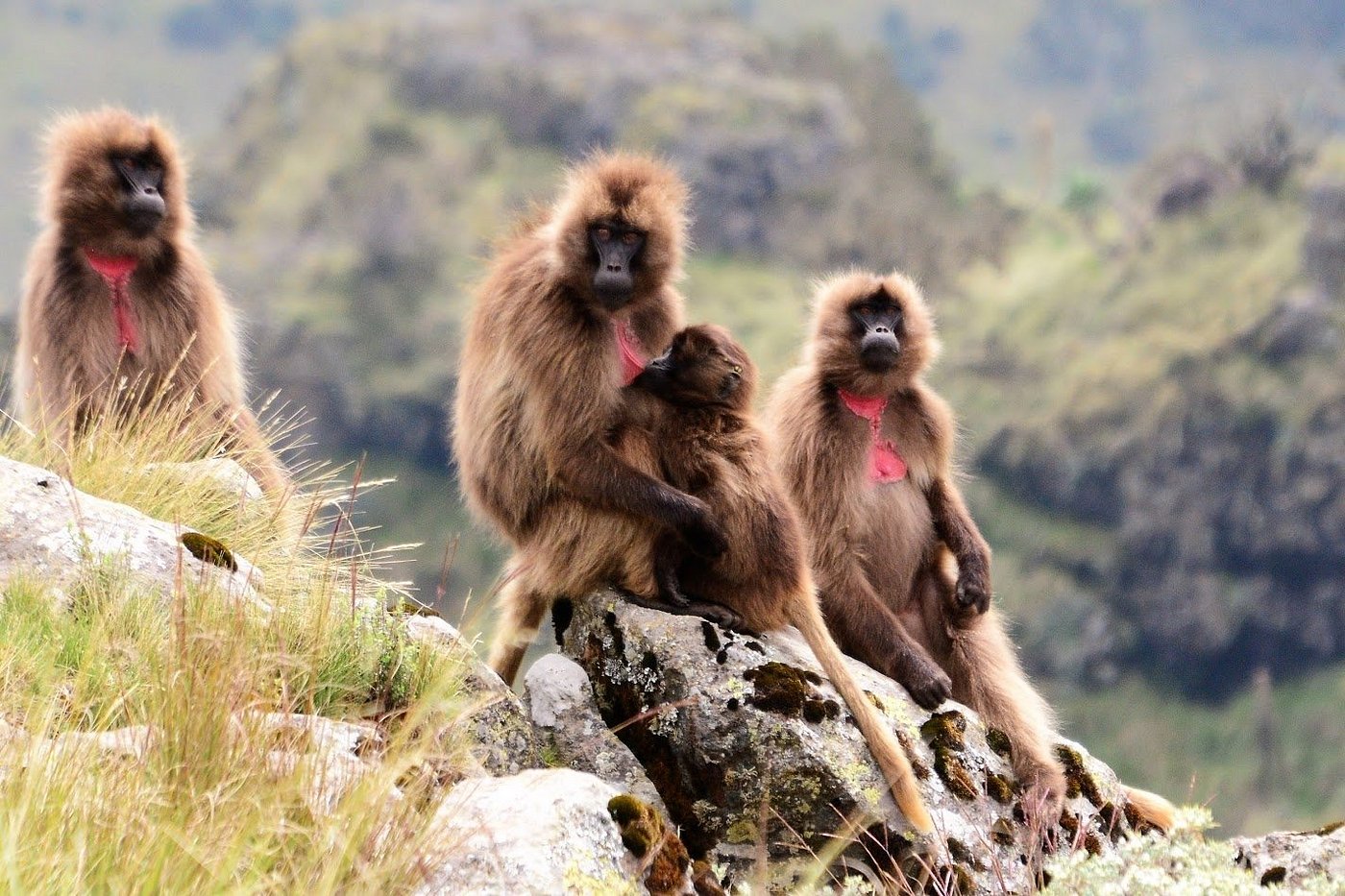 Gelada baboon family grooming on a rocky outcrop in the Simien Mountains