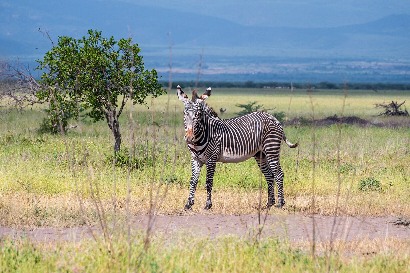 Grevy's zebra standing in grassland habitat in southern Ethiopia