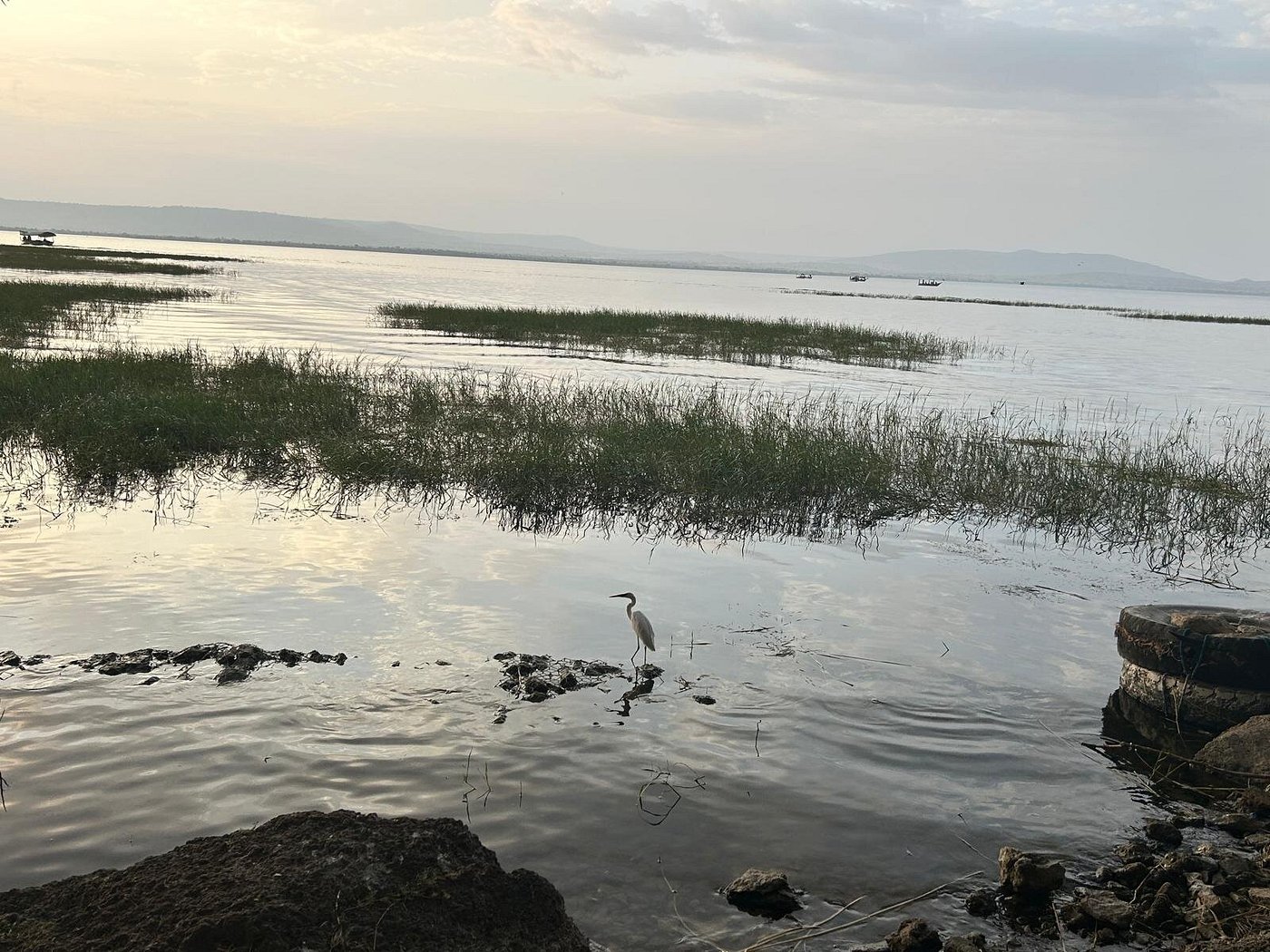 Heron wading at the grassy shoreline of an Ethiopian rift valley lake