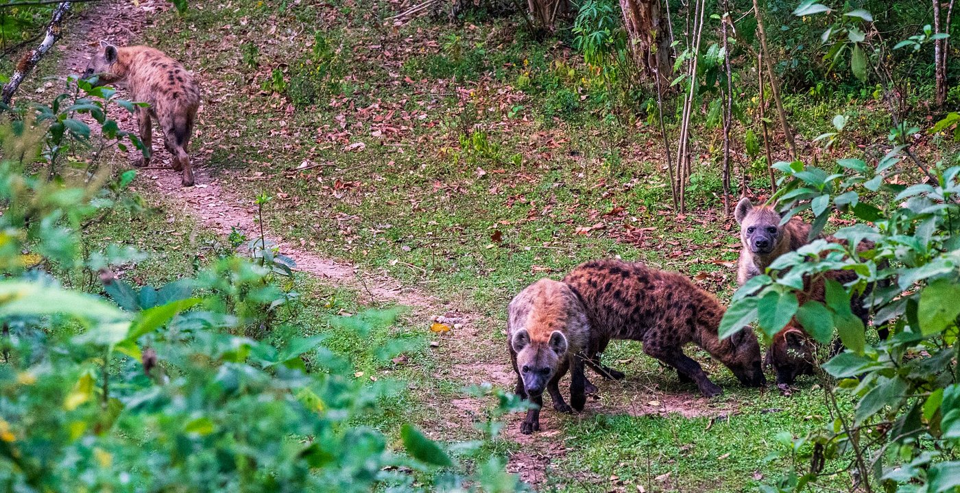 Pack of spotted hyenas walking along a forest trail in Ethiopia