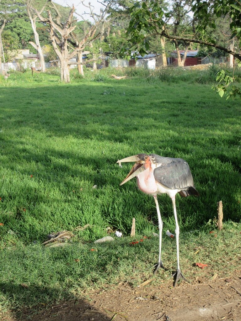 Marabou stork foraging on green grass in Ethiopia