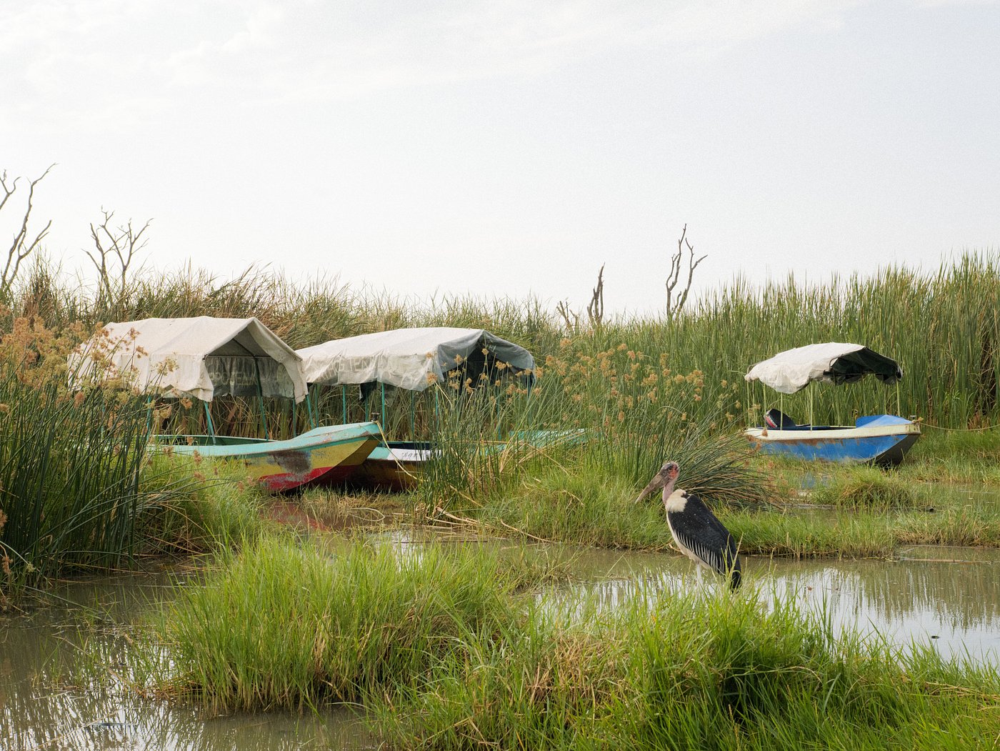 Marabou stork beside traditional reed papyrus boats on Lake Tana, Ethiopia
