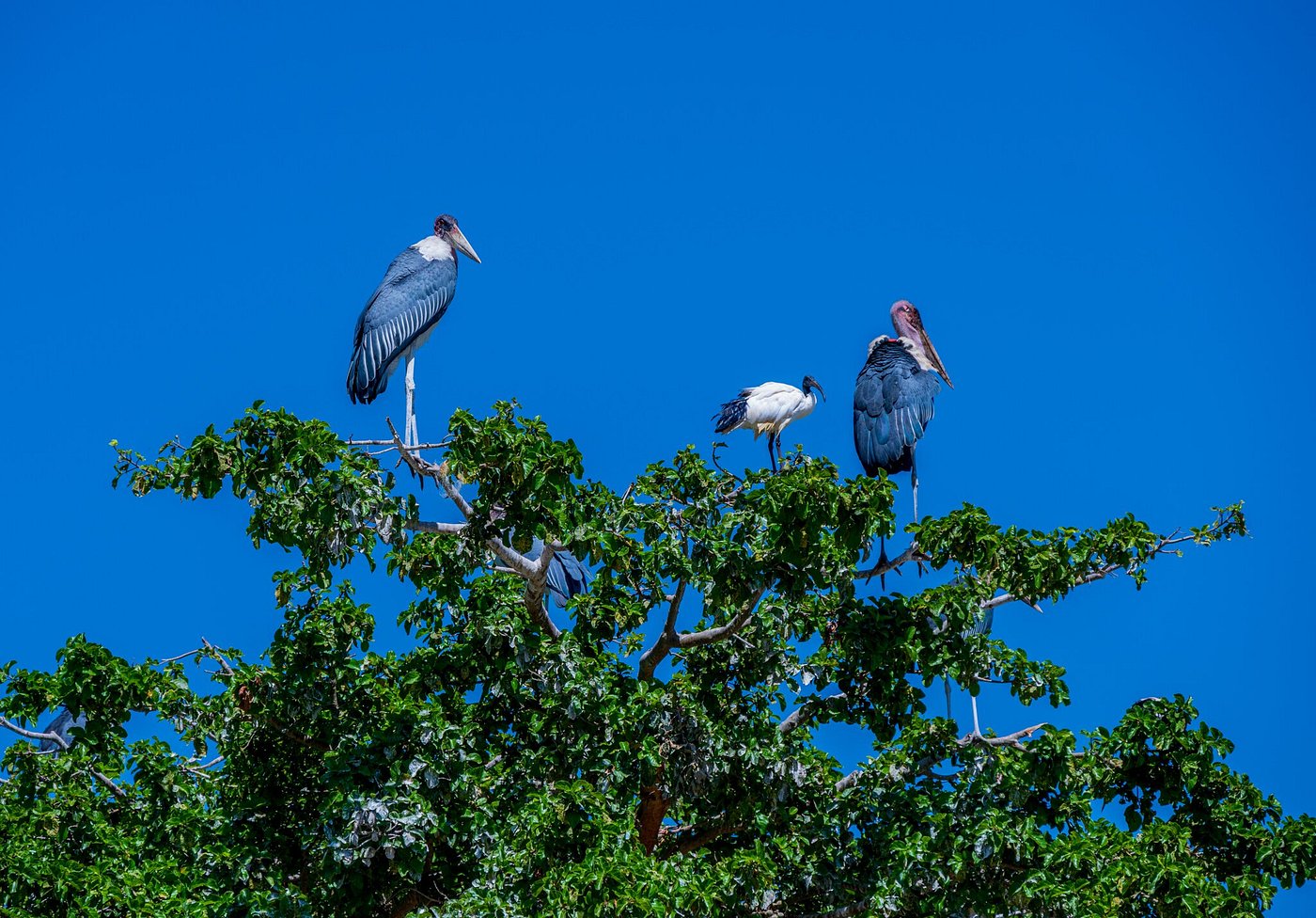 Marabou storks and a sacred ibis perched atop a tree against a blue sky