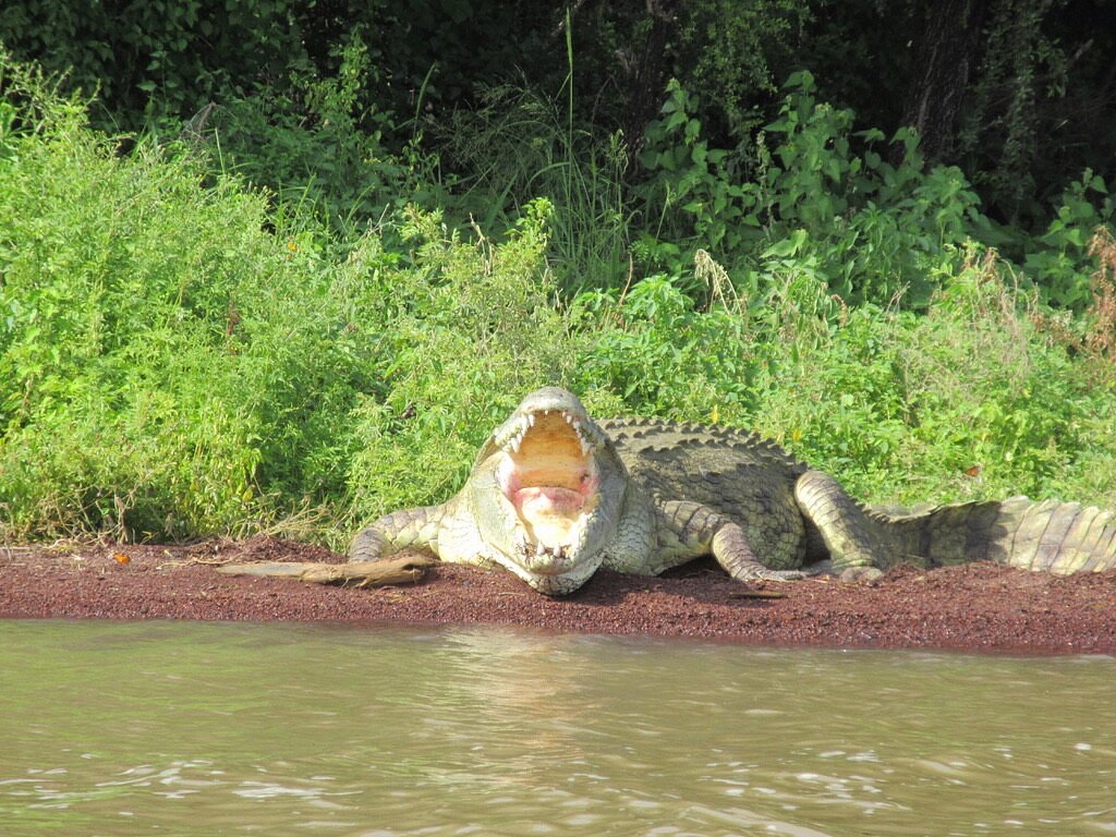 Nile crocodile basking with open jaws on a riverbank in Ethiopia