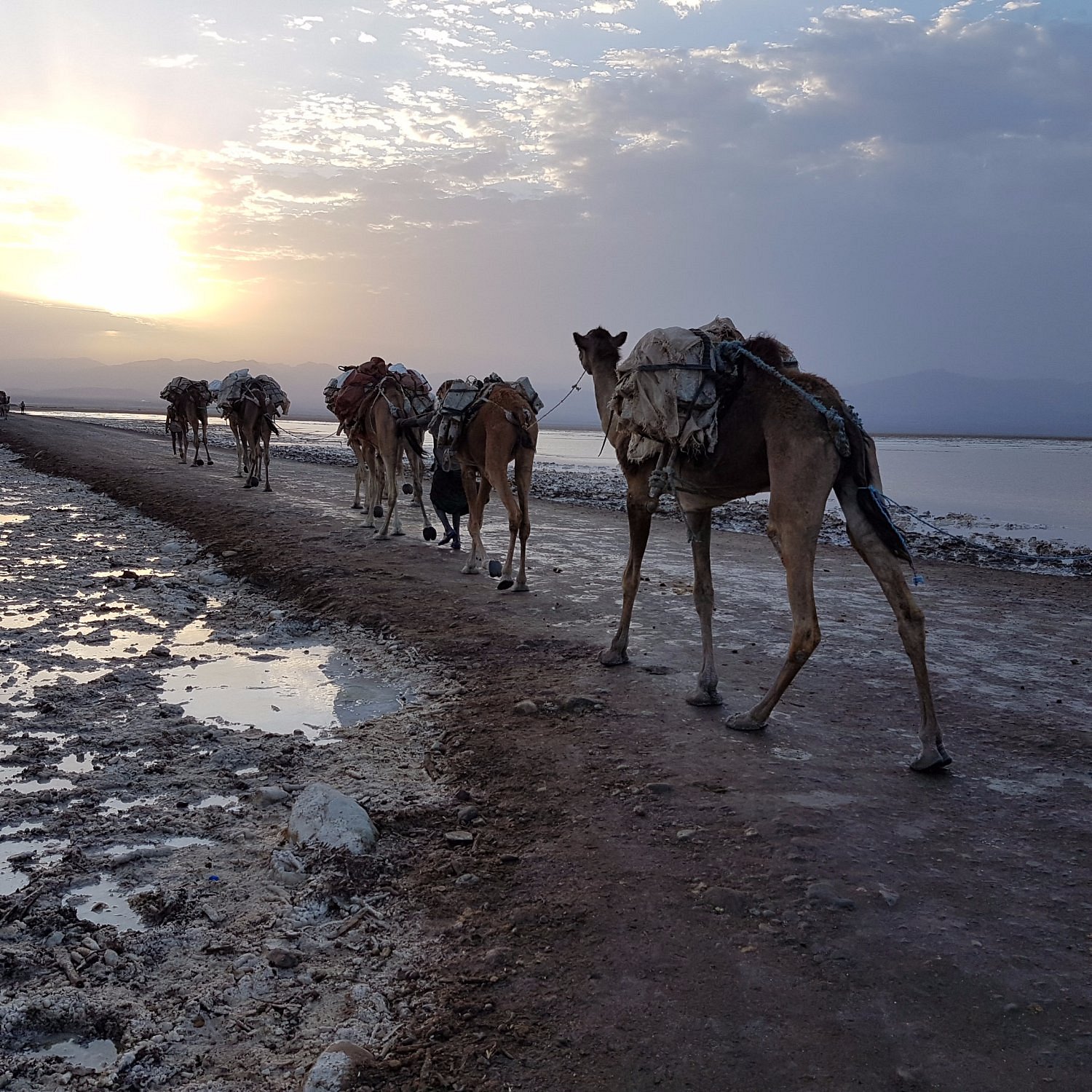 Camel caravan carrying salt blocks across the Danakil salt flats at sunset