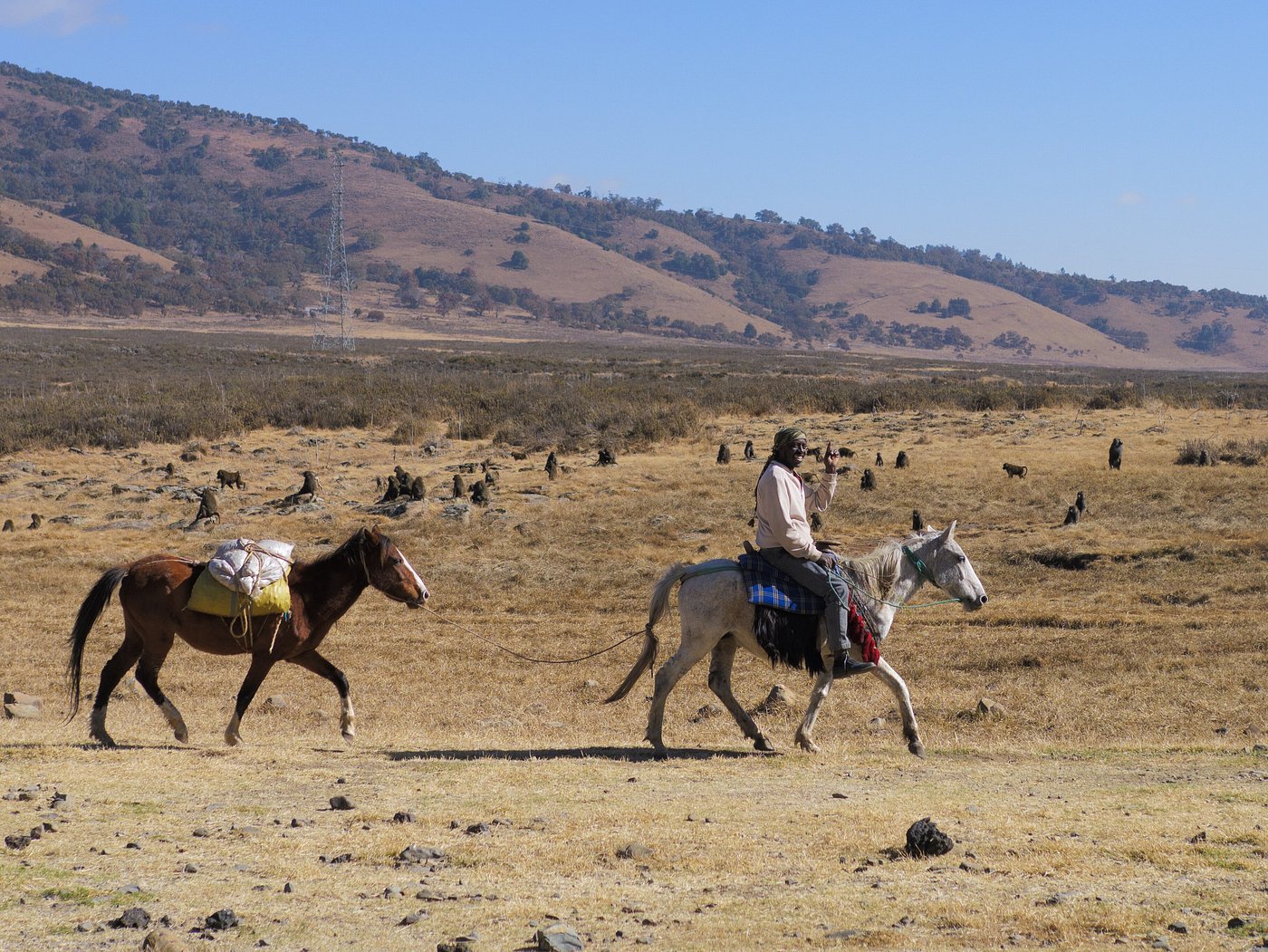 Guide on horseback leading a pack horse past a troop of gelada baboons in the Simien Mountains