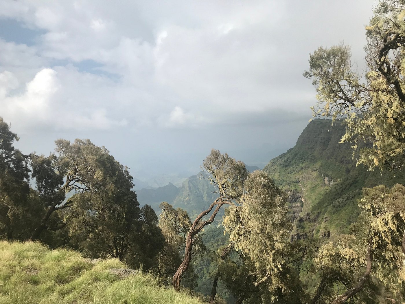 Lichen-draped trees framing a misty valley view in the Simien Mountains