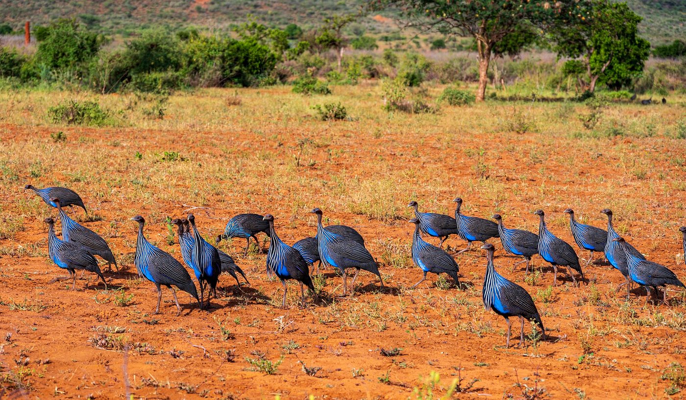 Flock of vulturine guineafowl foraging on the savanna in southern Ethiopia