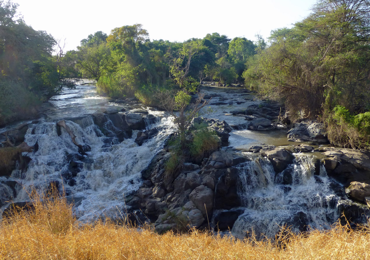 Awash River rapids flowing over dark rocks framed by golden grass and trees