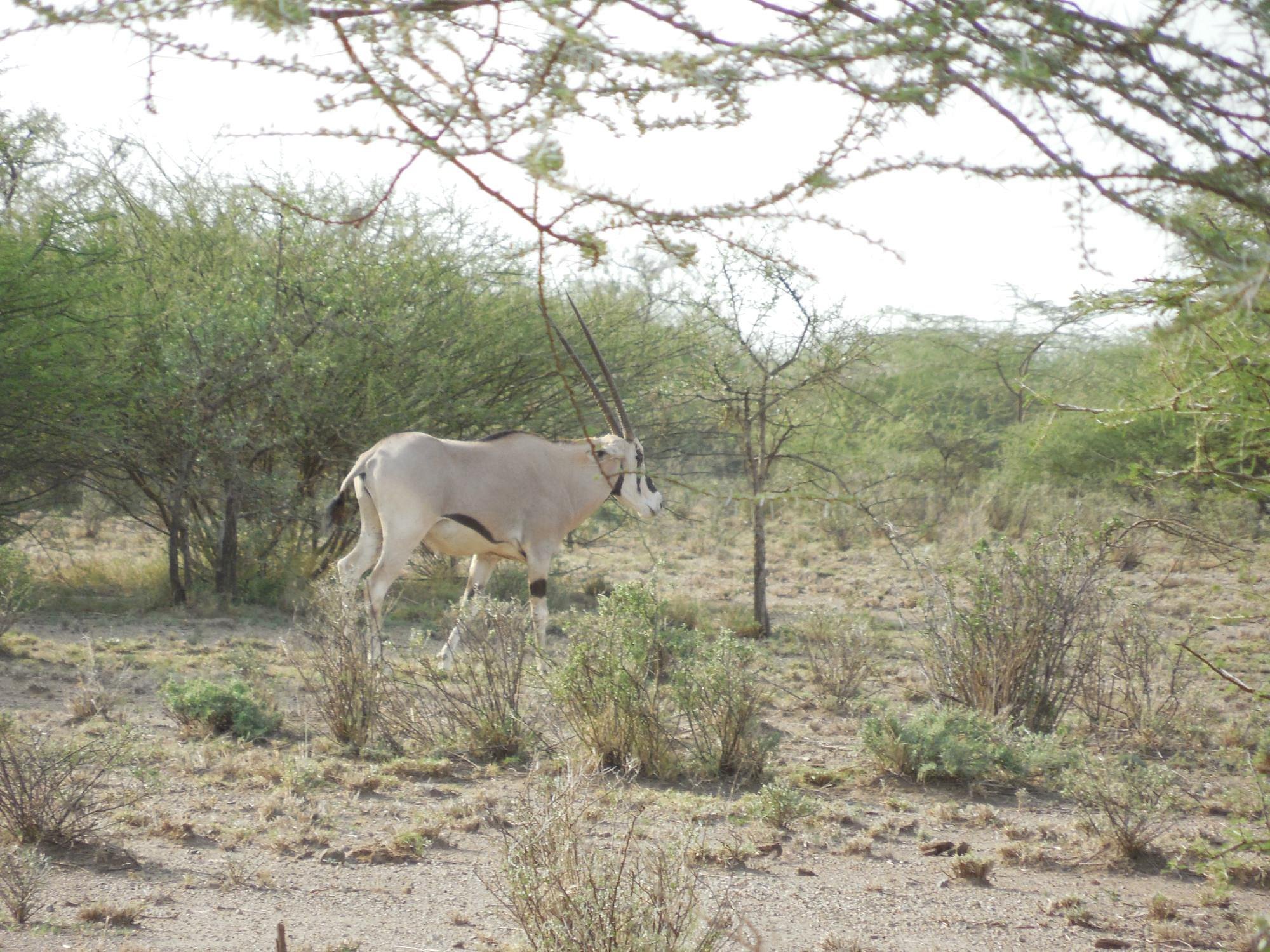 Beisa oryx antelope walking through acacia scrubland in Ethiopia