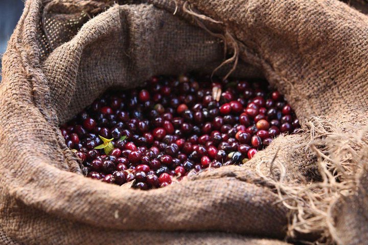 Freshly harvested red coffee cherries in a burlap sack, Ethiopia